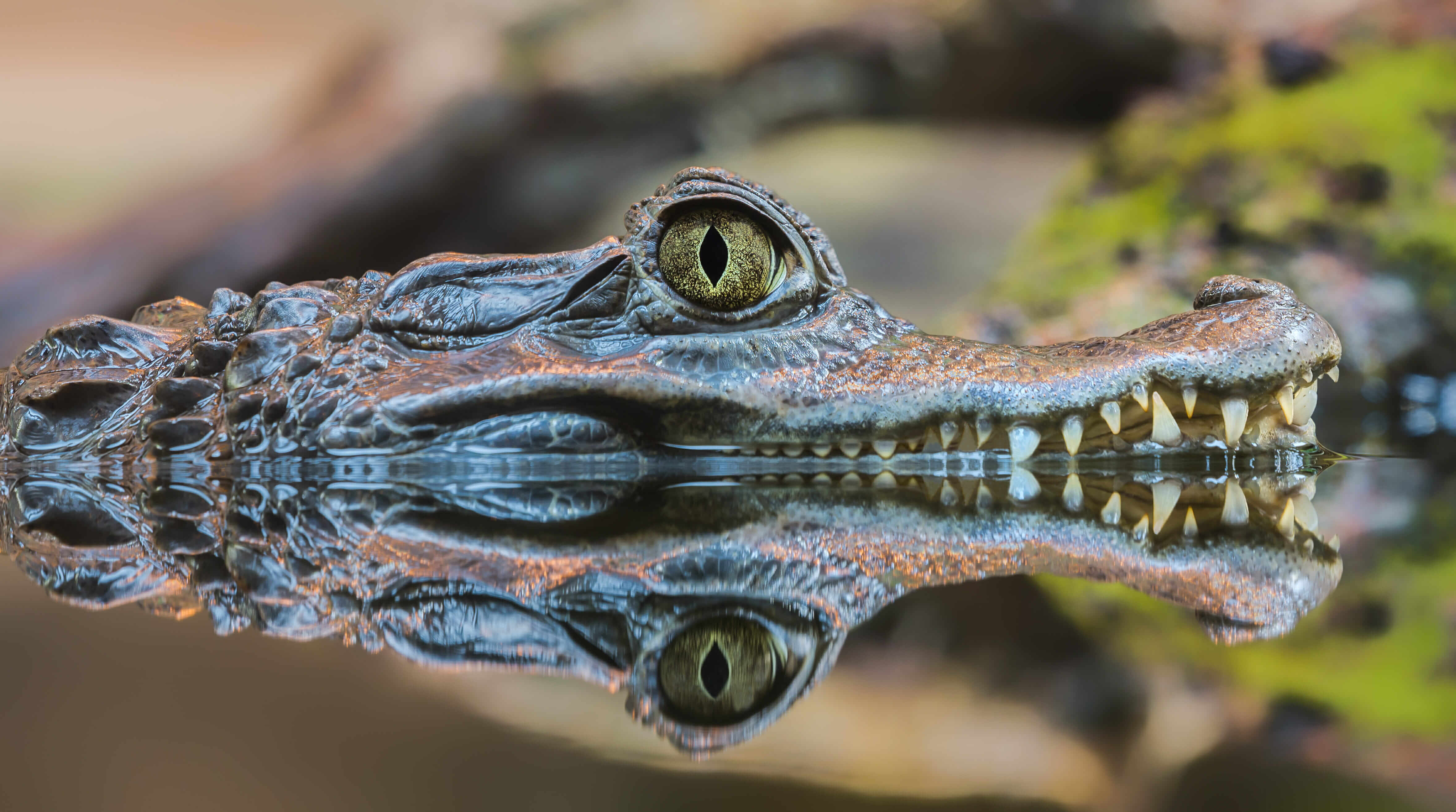 close-up-view-of-a-spectacled-caiman-caiman-crocodilus-amazon