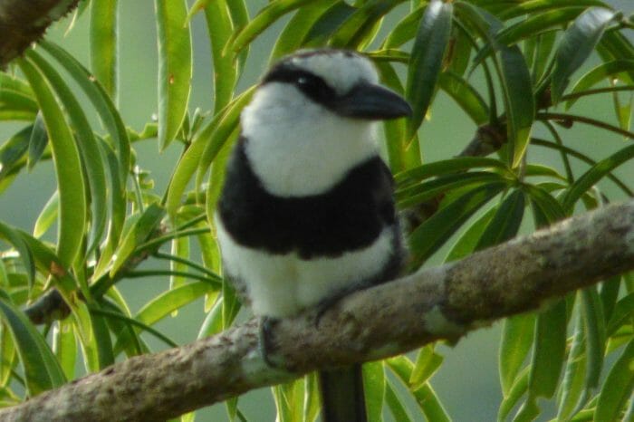 Observación de Aves: 5 Días | 4 Noches