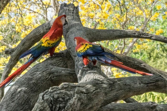 El Coca a Iquitos, Perú Tour: 6 Días | 5 Noches