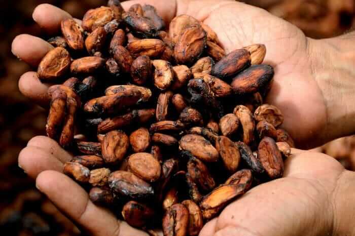 Aroma del Cacao: Full Día