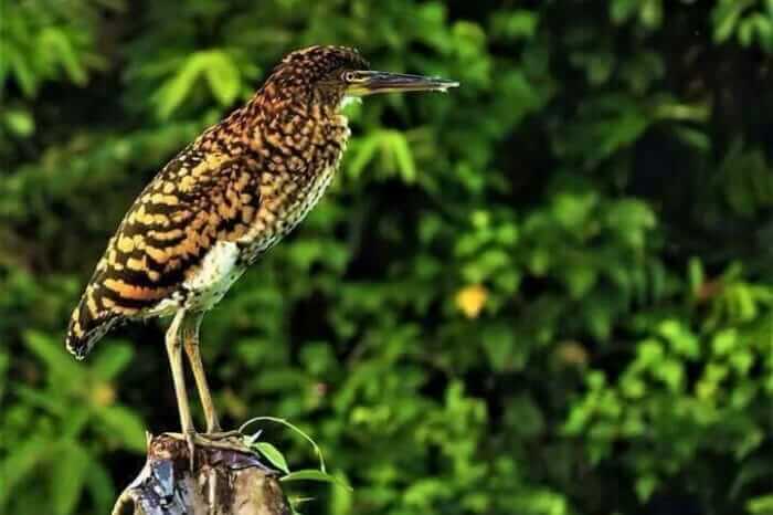 Bird Watching in the Amazon