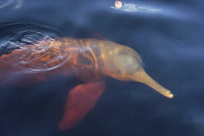 En Busca del Delfin Rosado